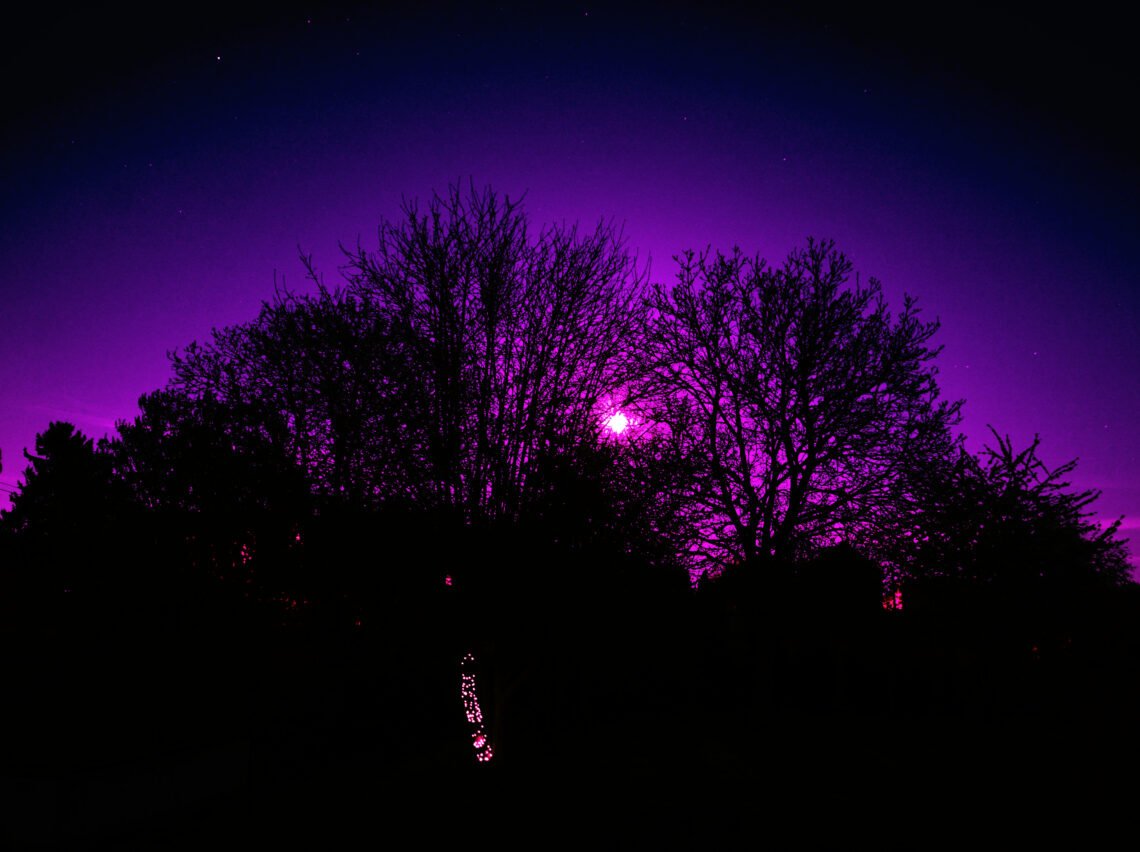 Silhouette d'arbres sous lune violette