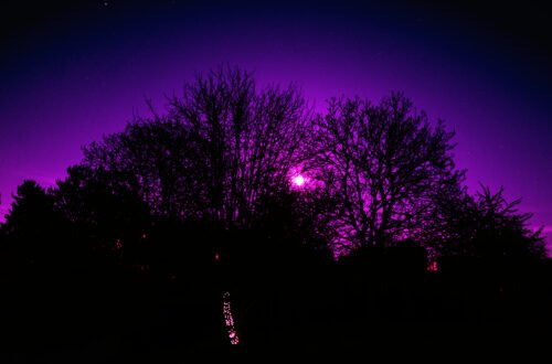 Silhouette d'arbres sous lune violette